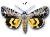 MU