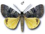 MU
