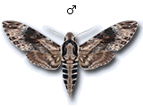 MU