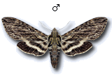 MU
