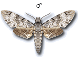 MU