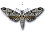 MU