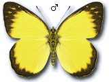 MU