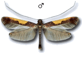 Caloptilia fidella
