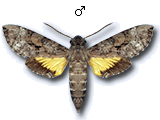 MU