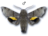 MU