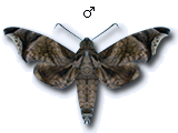 MU