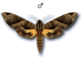 MU