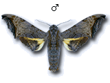 MU