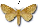MU