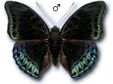 MU