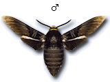 MU