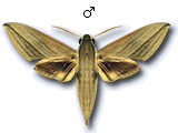 MU