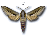MU