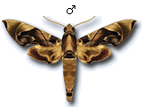 MU