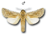 MU