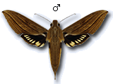 MU