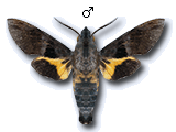 MU