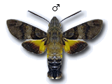 MU