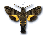 MU