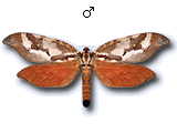 MU