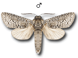 MU