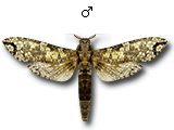 MU