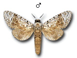 MU