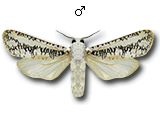 MU