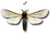 MU
