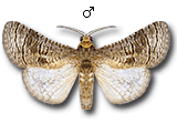 MU