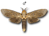 MU