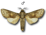 MU