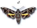 MU