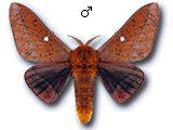MU