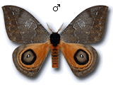 MU