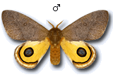 MU