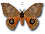 MU