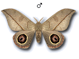 MU