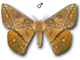 MU
