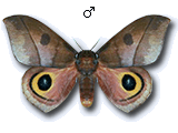 MU