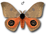 MU