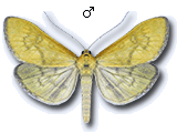 Spilomelinae