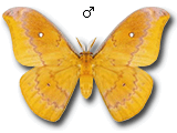 MU