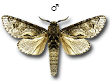MU