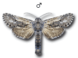 MU