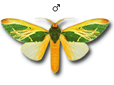 MU