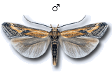 Metzneria artificella