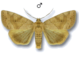 Cosmia (Calymnia) trapezina