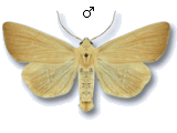 Arenostola phragmitidis